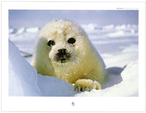 Poster: Rouse: Seal - cm 80x60