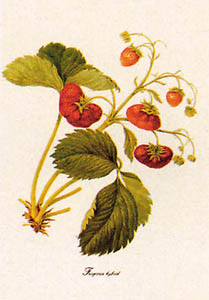 Print: Botanica: Fragaria Hybrid - cm 18x24