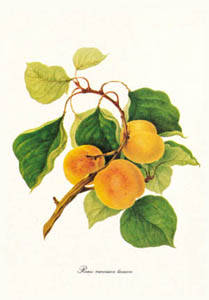 Print: Botanica: Prunus Armeniaca - cm 18x24