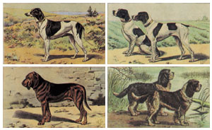 Serie de 4 printuri: Câini - cm 30x24