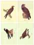 Serie de 4 printuri: Păsări - cm 50x35