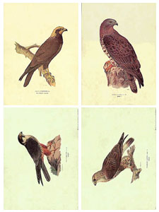 Serie de 4 printuri: Păsări - cm 50x35