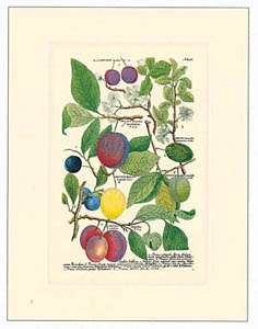 Print: Botanica - cm 25x35