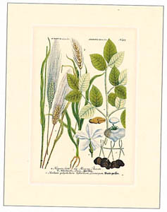 Print: Botanica - cm 18x24