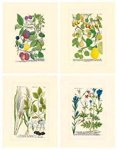 Serie de 4 printuri: Botanica - cm 25x35