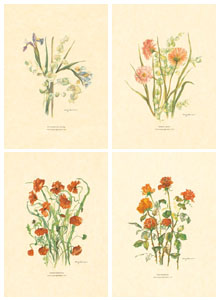 Serie de 4 printuri: Flori tăiate - cm 25x35
