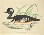 Print: Rațe: Hodded Merganser - cm 30x24