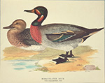 Print: Rațe: Bimaculated Duck - cm 30x24