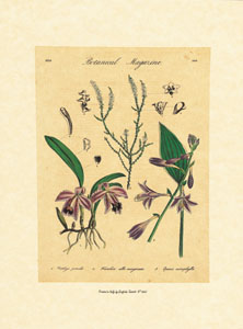 Print: Botanica - cm 18x24