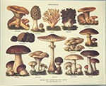 Print: Fungi Edules - cm 30x24