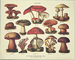 Print: Fungi Noxii - cm 30x24