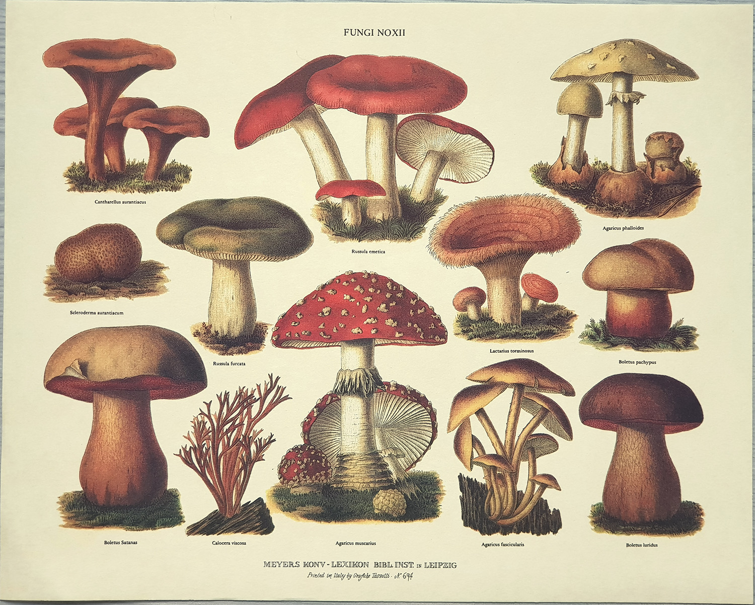 Print: Fungi Noxii - cm 30x24