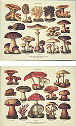 Serie de 2 printuri: Serie ciuperci - cm 30x24
