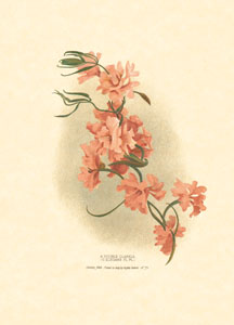 Print: Flori orientale - cm 13x18