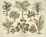 Print: Seria botanică - cm 30x24