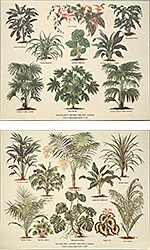 Serie de 2 printuri: Serie Botanica - cm 30x24