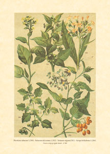 Print: Plante de câmp - cm 18x24