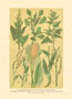 Print: Plante de câmp - cm 25x35