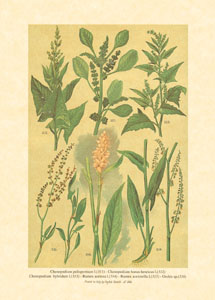 Print: Plante de câmp - cm 25x35