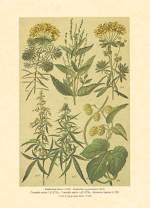 Print: Plante de câmp - cm 18x24