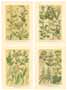 Serie de 4 printuri: Plante de câmp - cm 25x35