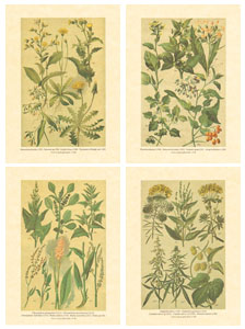 Serie de 4 printuri: Plante de câmp - cm 18x24