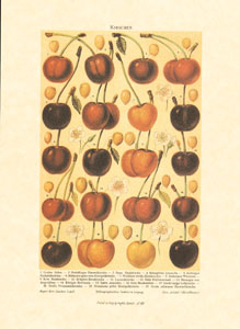 Print: Fructe - cm 13x18