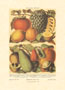 Print: Fructe - cm 50x70