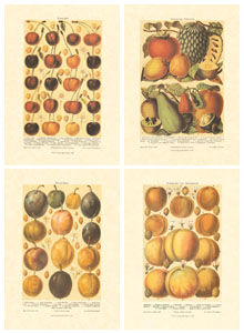 Serie de 4 printuri: Fructe - cm 25x35