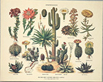Print: Botanica: Stirpes Sucosae - cm 30x24