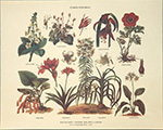 Print: Botanica: Stirpes Topiariae - cm 30x24