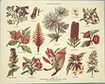 Print: Botanica: Flores Silvestres - cm 30x24