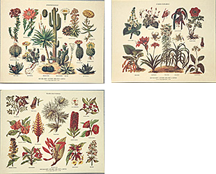 Serie de 3 printuri: Serie Botanica - cm 30x24